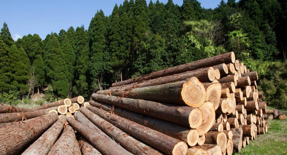 俄罗斯将持续新增除中国外的木材市场份额